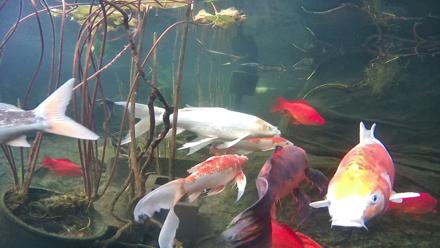 Japanese Koi Pond Live Webcam - Dec 11, 2025, 3:53pm PST