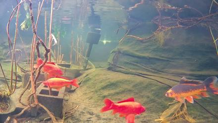 Japanese Koi Pond Live Webcam - Jan 28, 2026, 12:33pm PST