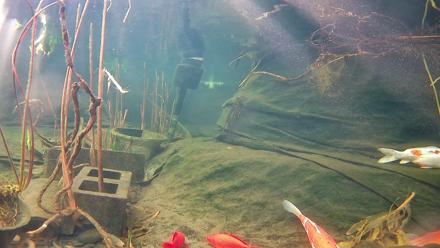 Japanese Koi Pond Live Webcam - Jan 29, 2026, 9:05am PST