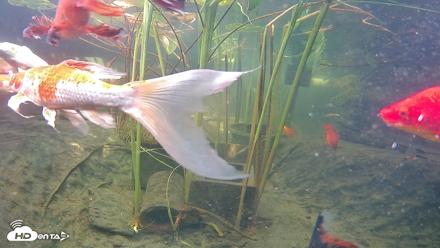 Japanese Koi Pond Live Webcam - Sep 10, 2026, 3:07pm PDT