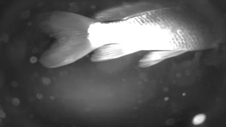 Japanese Koi Pond Live Webcam - Jan 28, 2026, 4:39am PST