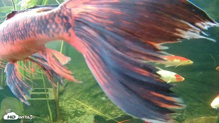 Japanese Koi Pond Live Webcam - Oct 14, 2026, 9:05am PDT