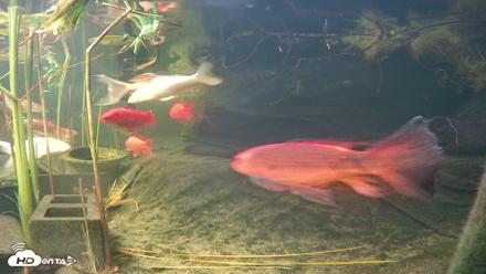 Japanese Koi Pond Live Webcam - Oct 23, 2026, 5:54pm PDT