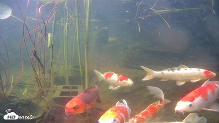Japanese Koi Pond Live Webcam - Jun 19, 2026, 8:38am PDT