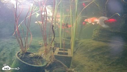Japanese Koi Pond Live Webcam - May 28, 2026, 6:00pm PDT