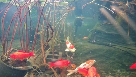 Japanese Koi Pond Live Webcam - Nov 19, 2025, 8:49am PST