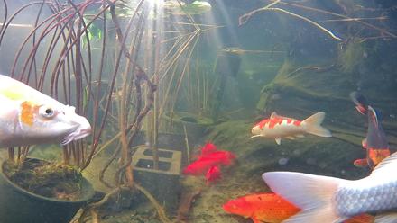 Japanese Koi Pond Live Webcam - Nov 17, 2025, 9:17am PST