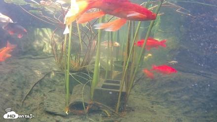 Japanese Koi Pond Live Webcam - Sep 10, 2026, 3:07pm PDT