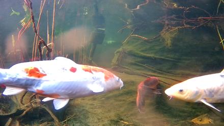 Japanese Koi Pond Live Webcam - Feb 4, 2026, 3:52pm PST