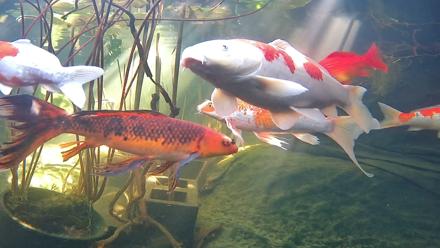 Japanese Koi Pond Live Webcam - Nov 25, 2025, 12:28pm PST