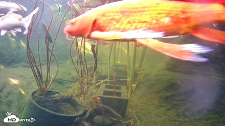 Japanese Koi Pond Live Webcam - May 31, 2026, 3:33pm PDT