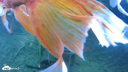Japanese Koi Pond Live Webcam - Sep 10, 2026, 3:06pm PDT