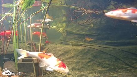 Japanese Koi Pond Live Webcam - Oct 12, 2026, 5:18pm PDT