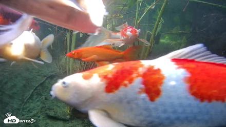 Japanese Koi Pond Live Webcam - Sep 18, 2026, 3:41pm PDT