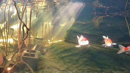 Japanese Koi Pond Live Webcam - Jan 8, 2026, 12:53pm PST