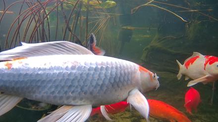 Japanese Koi Pond Live Webcam - Nov 17, 2025, 9:46am PST