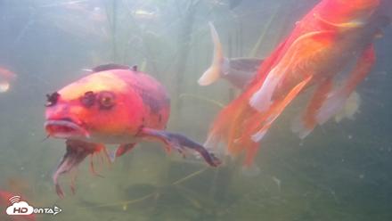 Japanese Koi Pond Live Webcam - Sep 7, 2026, 2:08pm PDT
