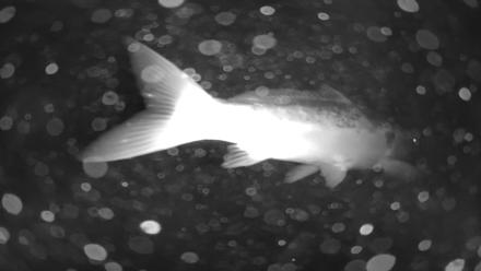 Japanese Koi Pond Live Webcam - Jan 29, 2026, 5:31am PST