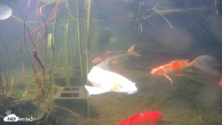 Japanese Koi Pond Live Webcam - Jun 19, 2026, 8:37am PDT