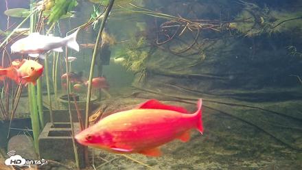 Japanese Koi Pond Live Webcam - Oct 12, 2026, 5:16pm PDT