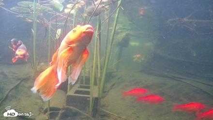 Japanese Koi Pond Live Webcam - Aug 10, 2026, 8:33am PDT