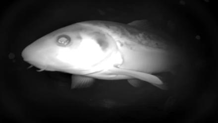 Japanese Koi Pond Live Webcam - Dec 8, 2025, 2:43am PST