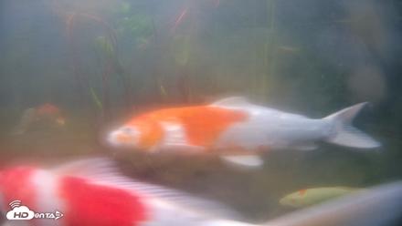 Japanese Koi Pond Live Webcam - Jun 13, 2026, 6:57am PDT