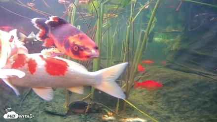 Japanese Koi Pond Live Webcam - Sep 18, 2026, 3:44pm PDT