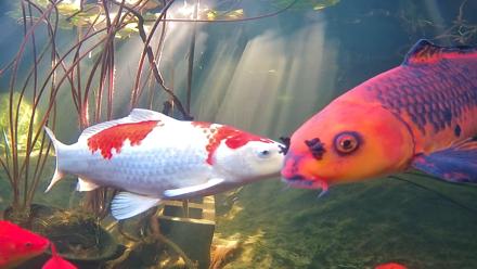 Japanese Koi Pond Live Webcam - Nov 25, 2025, 11:11am PST