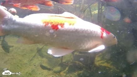Japanese Koi Pond Live Webcam - Jul 19, 2026, 12:09pm PDT
