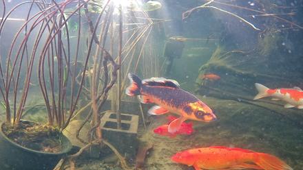 Japanese Koi Pond Live Webcam - Nov 17, 2025, 9:15am PST