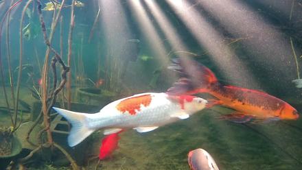 Japanese Koi Pond Live Webcam - Jan 5, 2026, 9:21am PST