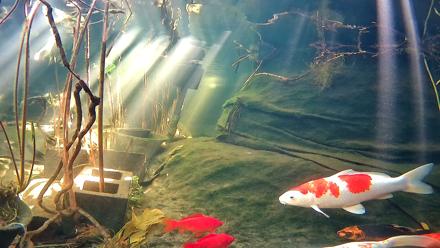 Japanese Koi Pond Live Webcam - Jan 13, 2026, 12:23pm PST