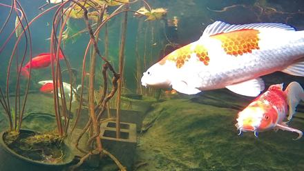 Japanese Koi Pond Live Webcam - Dec 16, 2025, 3:01pm PST