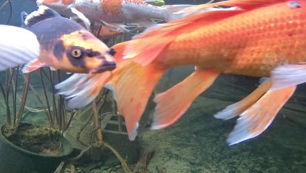 Japanese Koi Pond Live Webcam - Nov 18, 2025, 3:22pm PST