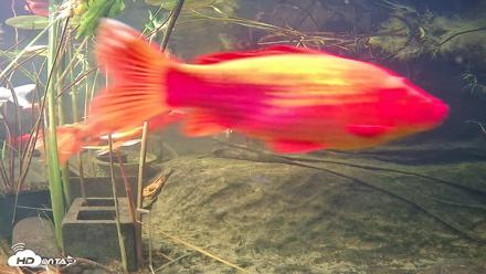 Japanese Koi Pond Live Webcam - Oct 12, 2026, 5:17pm PDT