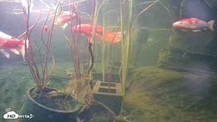Japanese Koi Pond Live Webcam - May 28, 2026, 6:00pm PDT