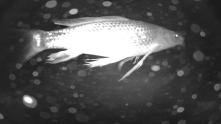 Japanese Koi Pond Live Webcam - Nov 29, 2025, 8:54pm PST