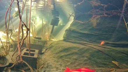 Japanese Koi Pond Live Webcam - Jan 26, 2026, 1:42pm PST