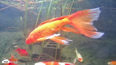 Japanese Koi Pond Live Webcam - Aug 27, 2026, 2:23pm PDT
