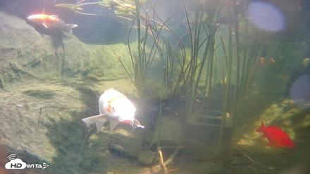 Japanese Koi Pond Live Webcam - Aug 6, 2026, 2:12pm PDT