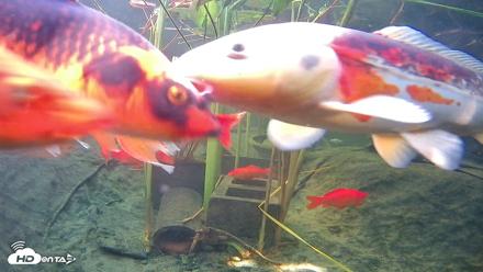 Japanese Koi Pond Live Webcam - Sep 18, 2026, 3:43pm PDT