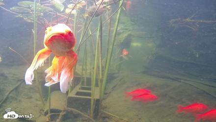 Japanese Koi Pond Live Webcam - Aug 10, 2026, 8:33am PDT