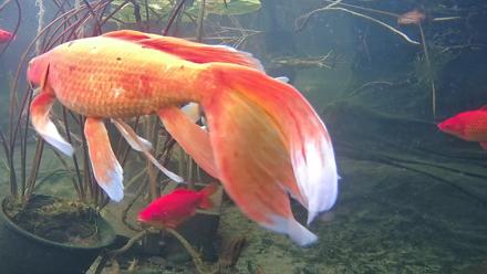 Japanese Koi Pond Live Webcam - Nov 18, 2025, 2:13pm PST