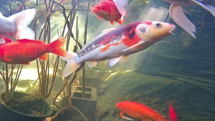 Japanese Koi Pond Live Webcam - Nov 25, 2025, 12:33pm PST