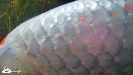 Japanese Koi Pond Live Webcam - Oct 14, 2026, 8:39am PDT
