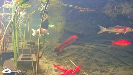Japanese Koi Pond Live Webcam - Oct 11, 2026, 12:11pm PDT