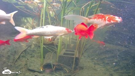 Japanese Koi Pond Live Webcam - Sep 10, 2026, 3:08pm PDT