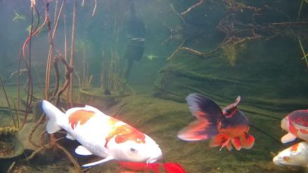 Japanese Koi Pond Live Webcam - Feb 8, 2026, 7:53am PST