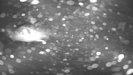 Japanese Koi Pond Live Webcam - Jan 28, 2026, 4:38am PST